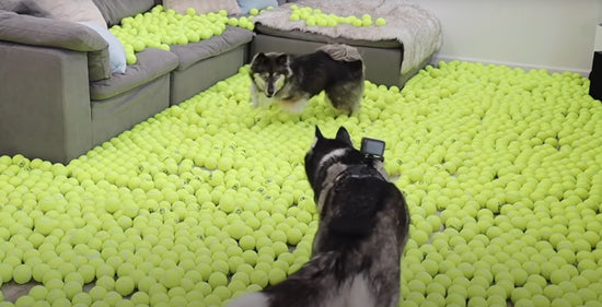 2 perros con 1000 pelotas de Tenis